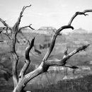 Bleached dead tree, Grand Canyon