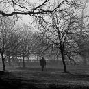 Foggy Morning, Verulamium Park