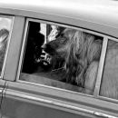 Dog in a Rolls-Royce