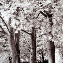 Trees, King Harry Lane, St Albans