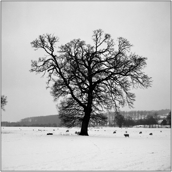 Tree & Sheep, Bluehouse Hill, St Albans