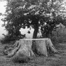 Tree stump and young tree, Ickford