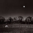 Horse in field, Park Street, St Albans