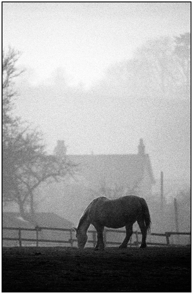 <em>Horse at dawn, Postcombe</em>