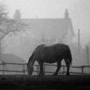 Horse at dawn, Postcombe