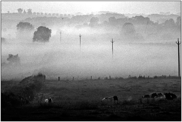 <em>Misty morning in the country</em>